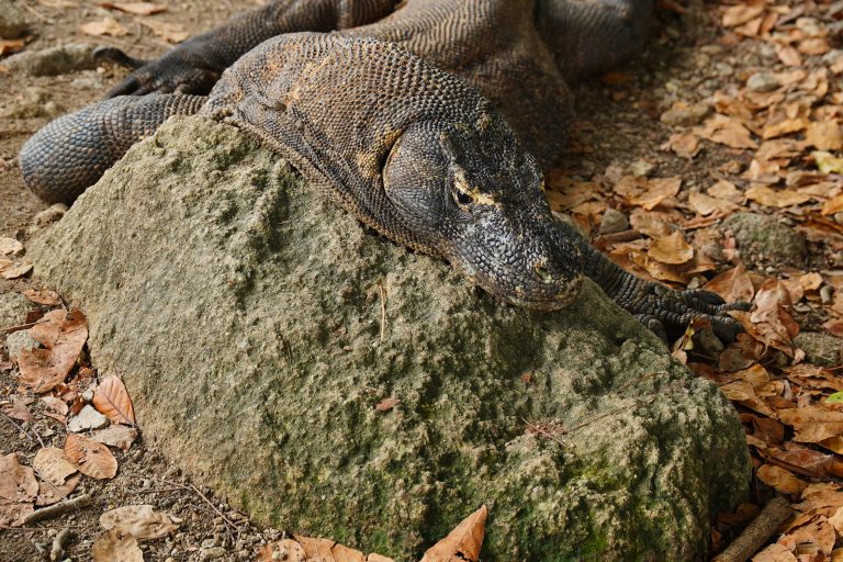 School Holiday Travel Guide: Is Komodo Worth Visiting with Family?