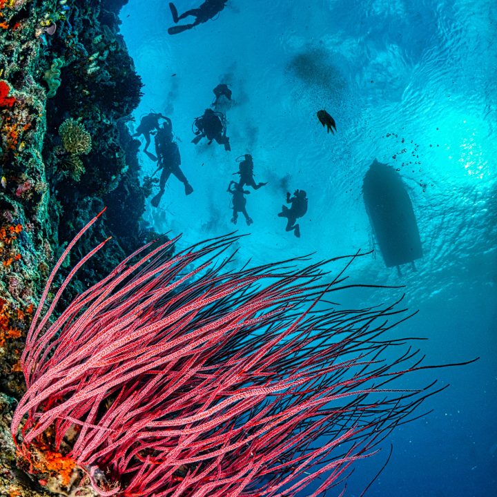 Komodo dive